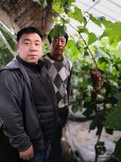 鲁农集团在辽宁省辽中区”着色香”葡萄示范田的效果喜人