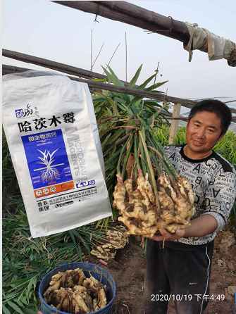 2020年潍坊客户大姜使用哈茨木霉喜获丰收！